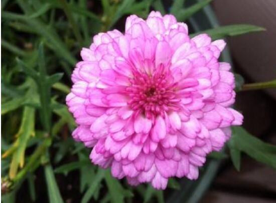 玛格丽特花有哪些种类，盘点12种常见玛格丽特种类图片大全