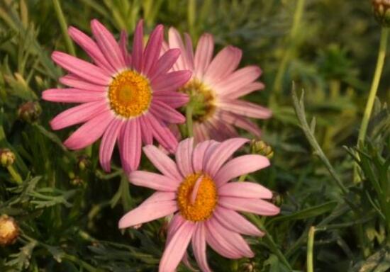 玛格丽特花有哪些种类，盘点12种常见玛格丽特种类图片大全