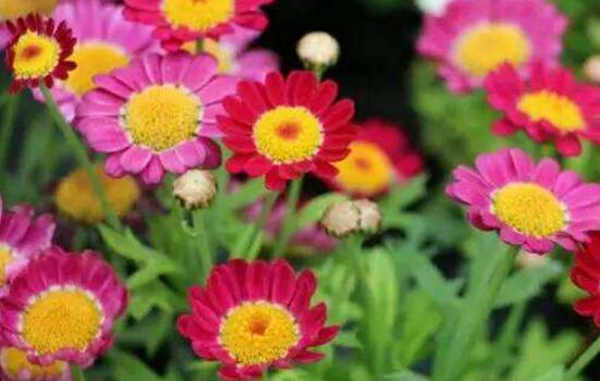玛格丽特花有哪些种类，盘点12种常见玛格丽特种类图片大全