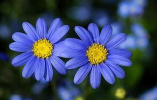 玛格丽特花有哪些种类，盘点12种常见玛格丽特种类图片大全