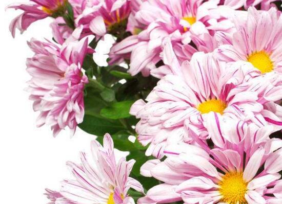 玛格丽特花有哪些种类，盘点12种常见玛格丽特种类图片大全