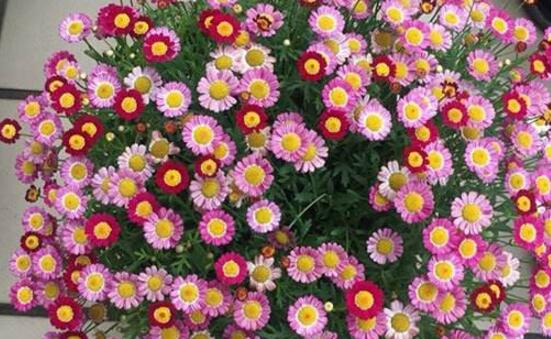 玛格丽特花有哪些种类，盘点12种常见玛格丽特种类图片大全