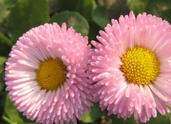 玛格丽特花有哪些种类，盘点12种常见玛格丽特种类图片大全