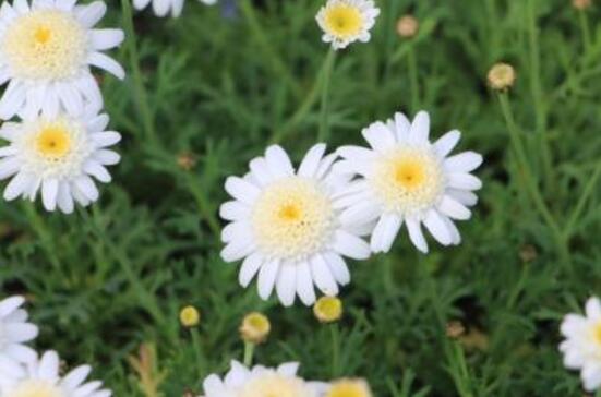 玛格丽特花有哪些种类，盘点12种常见玛格丽特种类图片大全