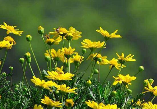 玛格丽特花有哪些种类，盘点12种常见玛格丽特种类图片大全