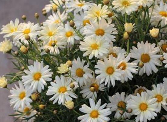 玛格丽特花有哪些种类，盘点12种常见玛格丽特种类图片大全