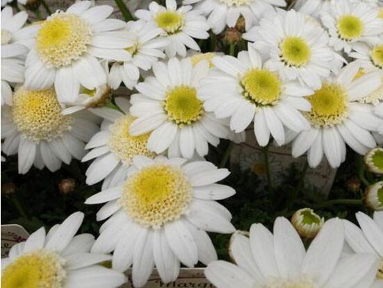 玛格丽特花有哪些种类，盘点12种常见玛格丽特种类图片大全