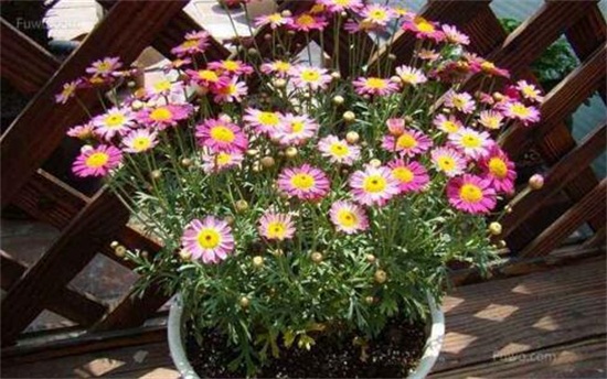 玛格丽特花如何浇水,夏季2~3天浇一次水(视情况而定)