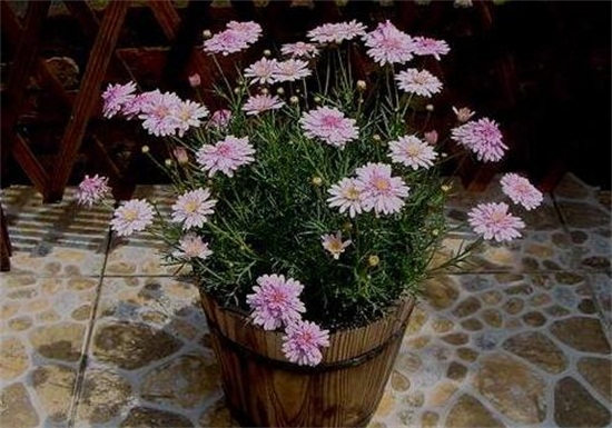 玛格丽特花如何浇水,夏季2~3天浇一次水(视情况而定)