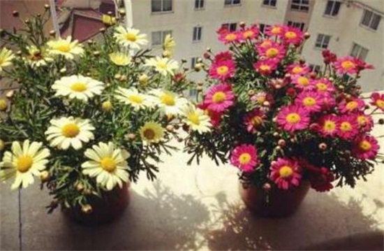 玛格丽特花如何浇水,夏季2~3天浇一次水(视情况而定)