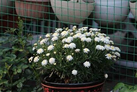 玛格丽特花如何浇水,夏季2~3天浇一次水(视情况而定)