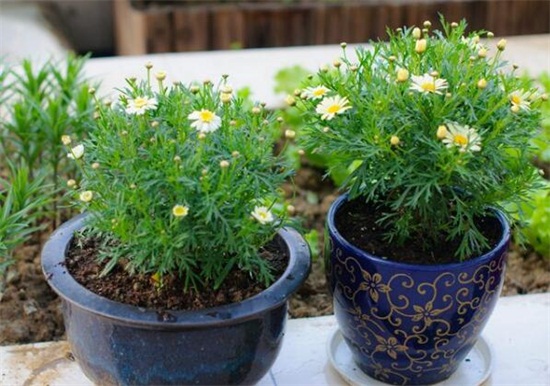 玛格丽特花如何浇水,夏季2~3天浇一次水(视情况而定)