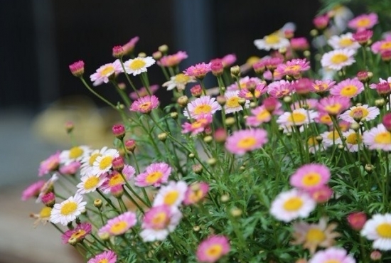 玛格丽特花的养殖办法：喜凉爽、湿润的环境