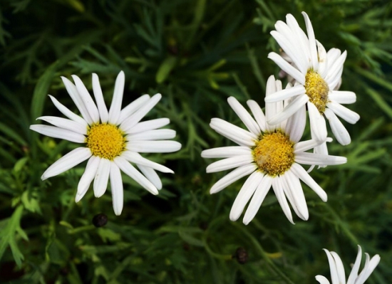 玛格丽特花的养殖办法：喜凉爽、湿润的环境