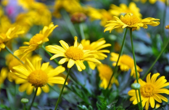 玛格丽特花的养殖办法：喜凉爽、湿润的环境