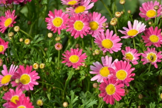 玛格丽特花的养殖办法：喜凉爽、湿润的环境