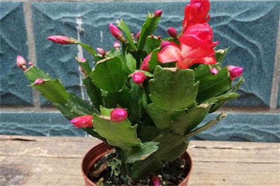 假昙花叶子发蔫如何办,光照换土洒药预防病虫