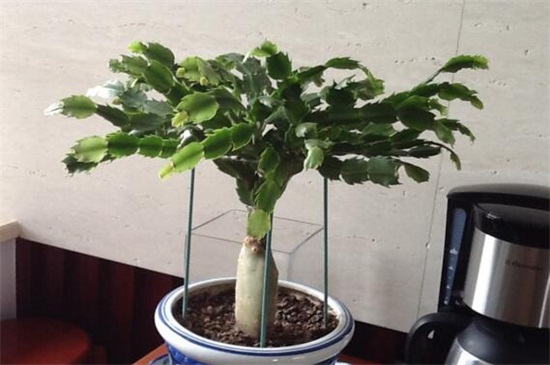 假昙花叶子发蔫如何办,光照换土洒药预防病虫