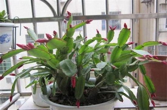 假昙花叶子发蔫如何办,光照换土洒药预防病虫