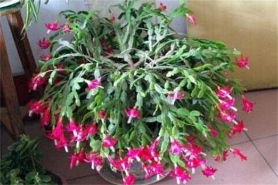 假昙花叶子发蔫如何办,光照换土洒药预防病虫