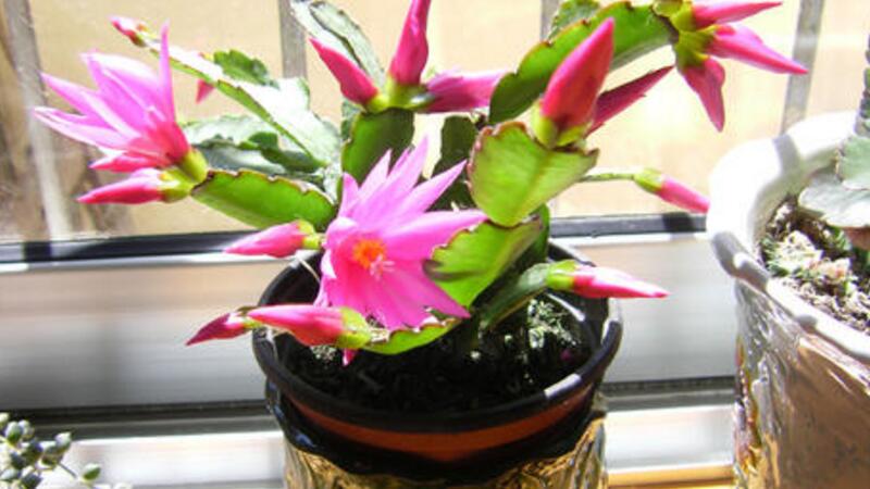 假昙花的养殖办法和留意事项