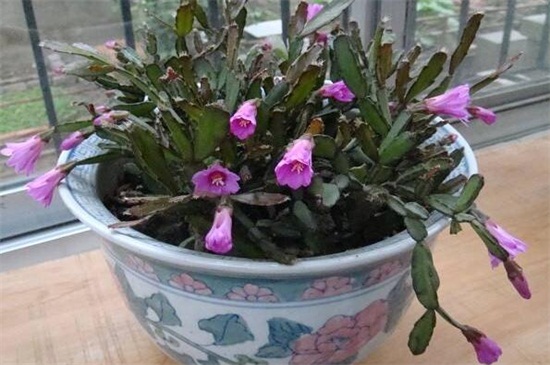 假昙花的养殖办法和留意事项