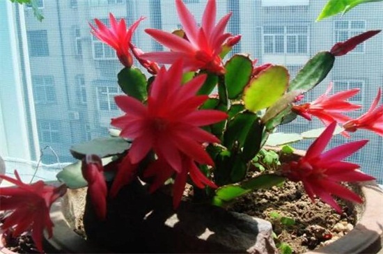 假昙花的养殖办法和留意事项