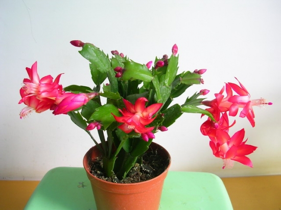 假昙花叶子发蔫：最大原因是根系出问题，其次是进入休眠