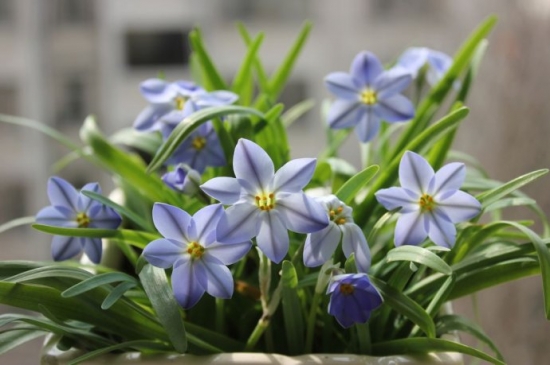 蓝花韭的栽种办法：栽培充足阳光,环境以温暖避风处最佳