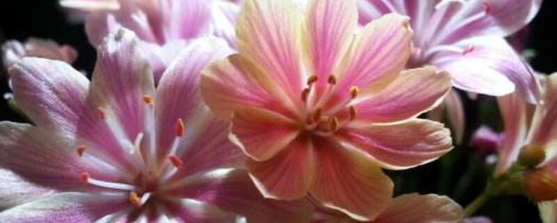 露薇花如何繁殖