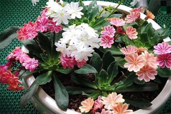 露薇花如何繁殖