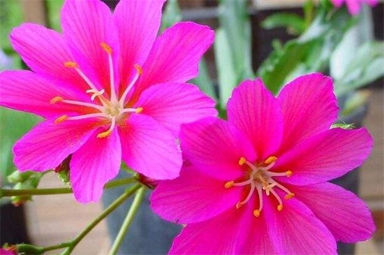 露薇花如何繁殖