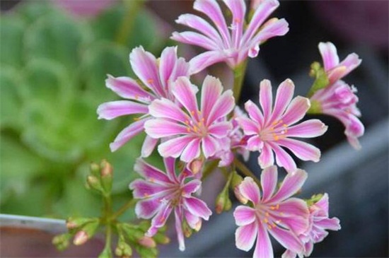 露薇花如何繁殖