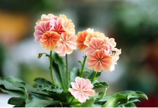 露薇花可以放在室内吗,可以冬季放在室内晒太阳(喜热怕冷)