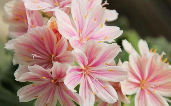 露薇花可以放在室内吗,可以冬季放在室内晒太阳(喜热怕冷)