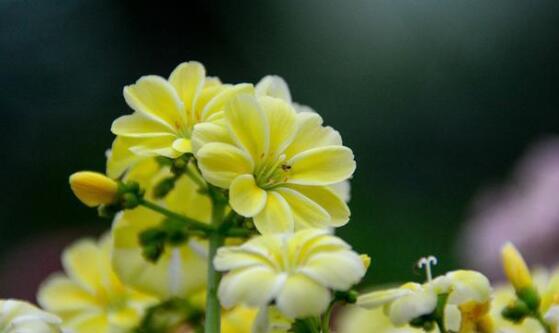 露薇花可以放在室内吗,可以冬季放在室内晒太阳(喜热怕冷)