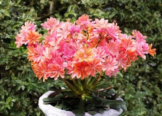 露薇花可以放在室内吗,可以冬季放在室内晒太阳(喜热怕冷)