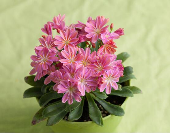 露薇花可以放在室内吗,可以冬季放在室内晒太阳(喜热怕冷)