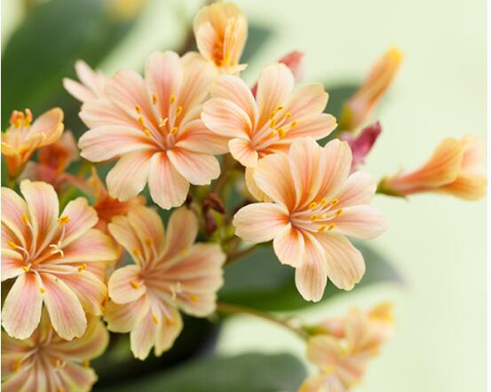 露薇花可以放在室内吗,可以冬季放在室内晒太阳(喜热怕冷)