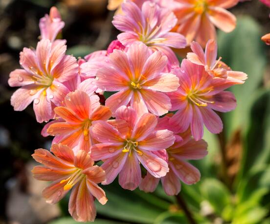 露薇花可以放在室内吗,可以冬季放在室内晒太阳(喜热怕冷)