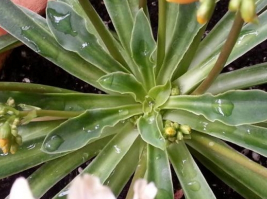 琉维草是什么：别名露薇花，是一种观花多肉植物