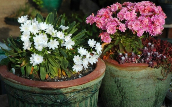 琉维草是什么：别名露薇花，是一种观花多肉植物