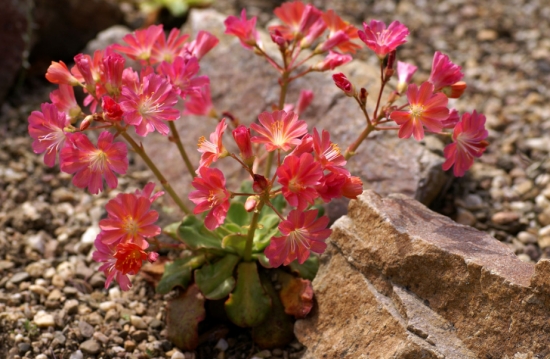 琉维草是什么：别名露薇花，是一种观花多肉植物