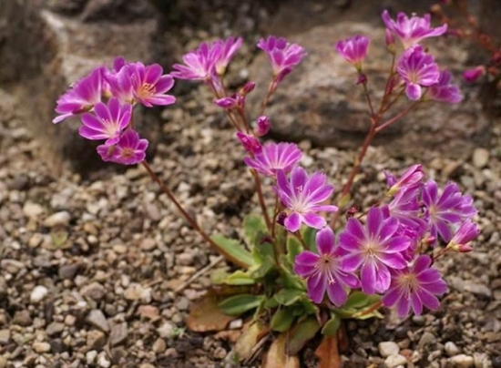 琉维草是什么：别名露薇花，是一种观花多肉植物
