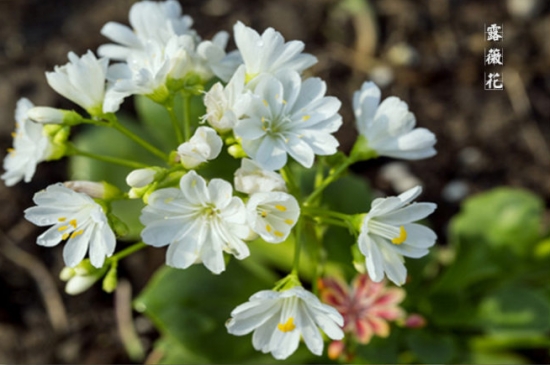 琉维草是什么：别名露薇花，是一种观花多肉植物