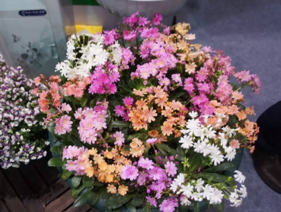 琉维草是什么：别名露薇花，是一种观花多肉植物