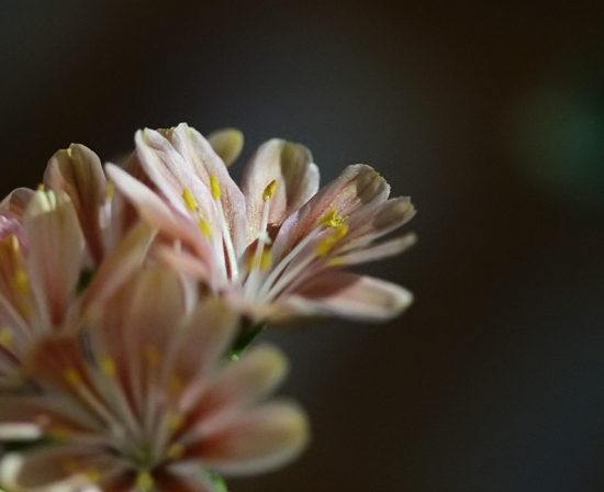 琉维草是什么：别名露薇花，是一种观花多肉植物