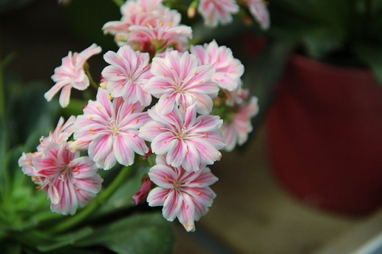 琉维草是什么：别名露薇花，是一种观花多肉植物