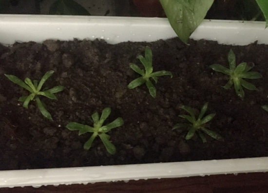 露薇花从播种到开花全过程展示（附图）