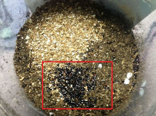 露薇花从播种到开花全过程展示（附图）